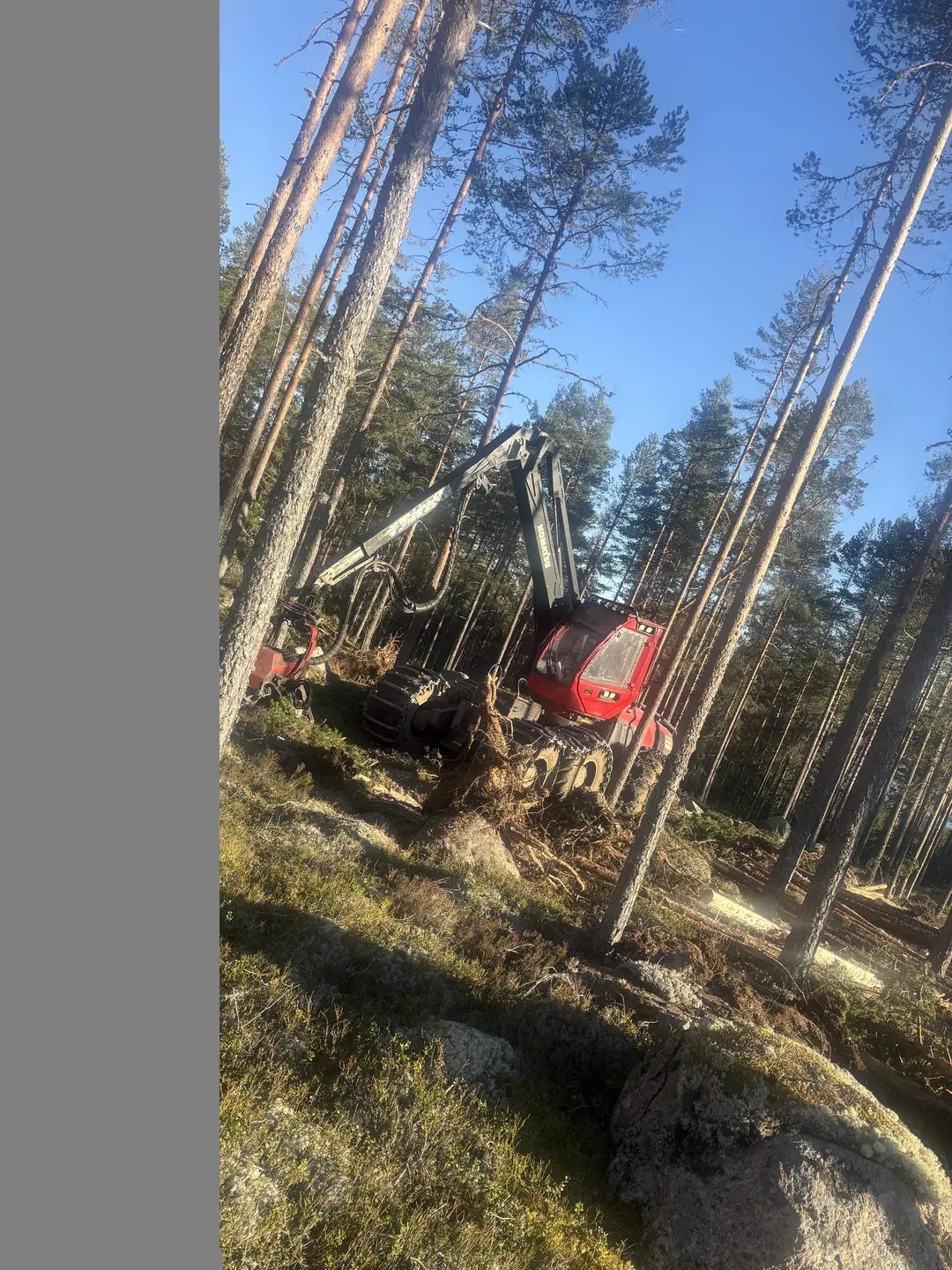 Eriks skogsmaskin arbetar bland tallar i skogen.